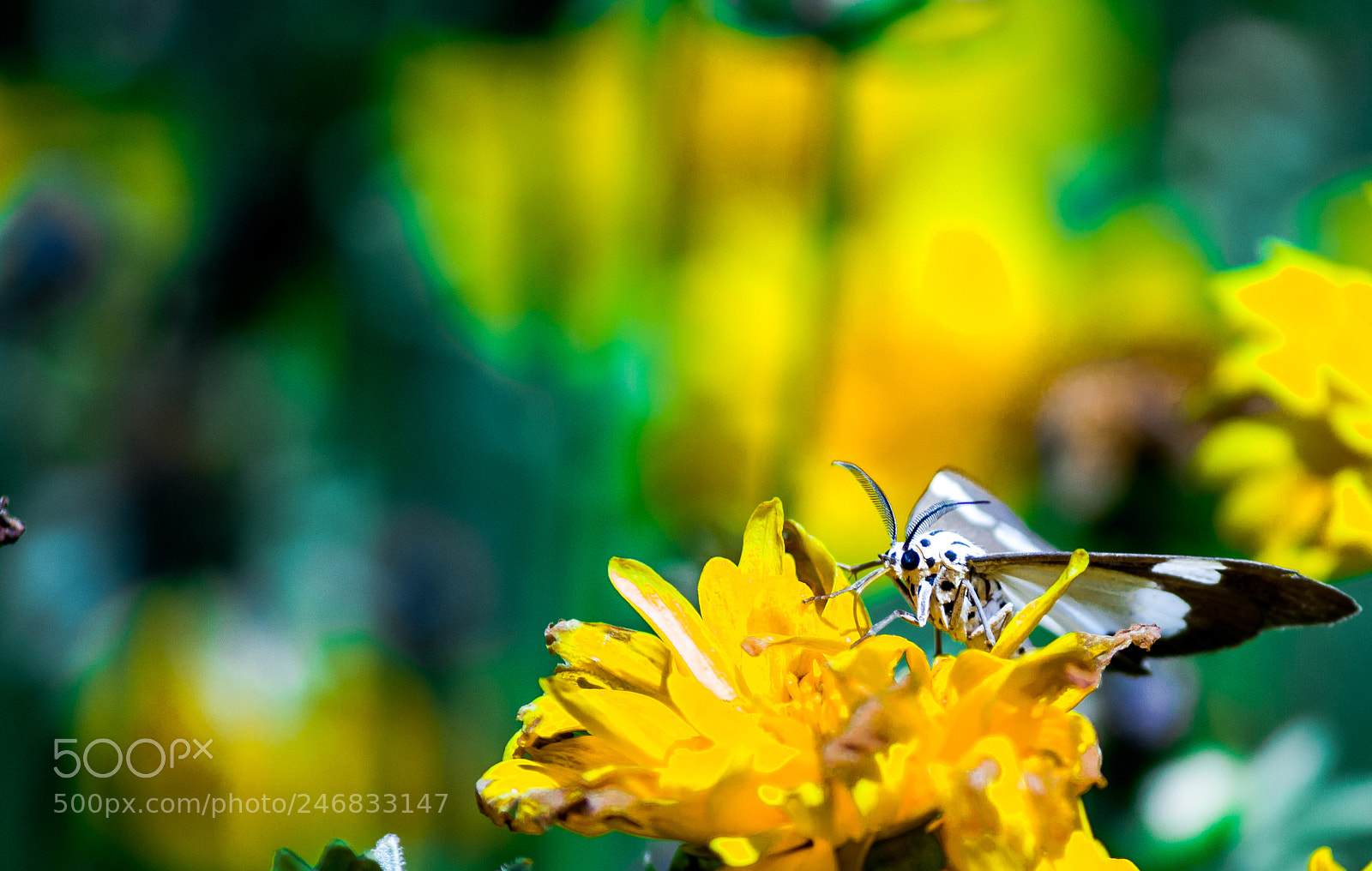 Canon EOS 60D sample photo. Untitled photography