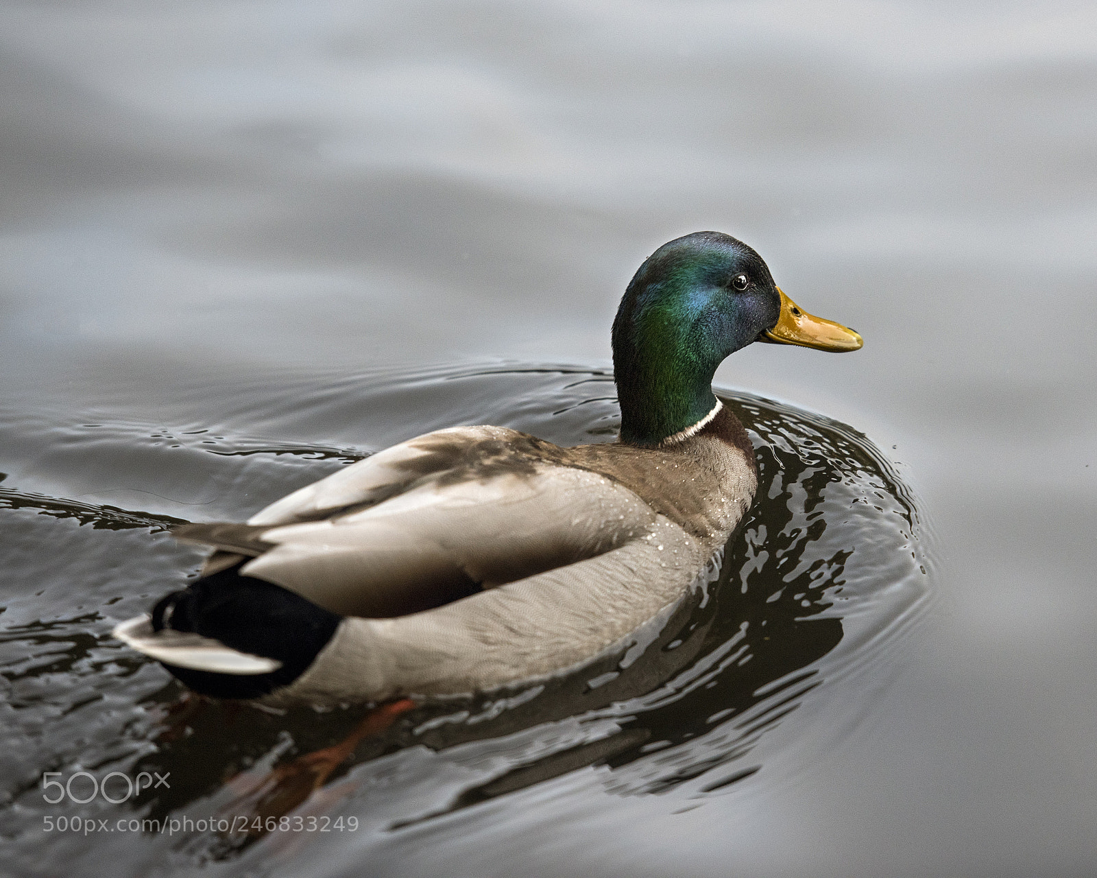 Nikon D810 sample photo. Cheeky mallard photography