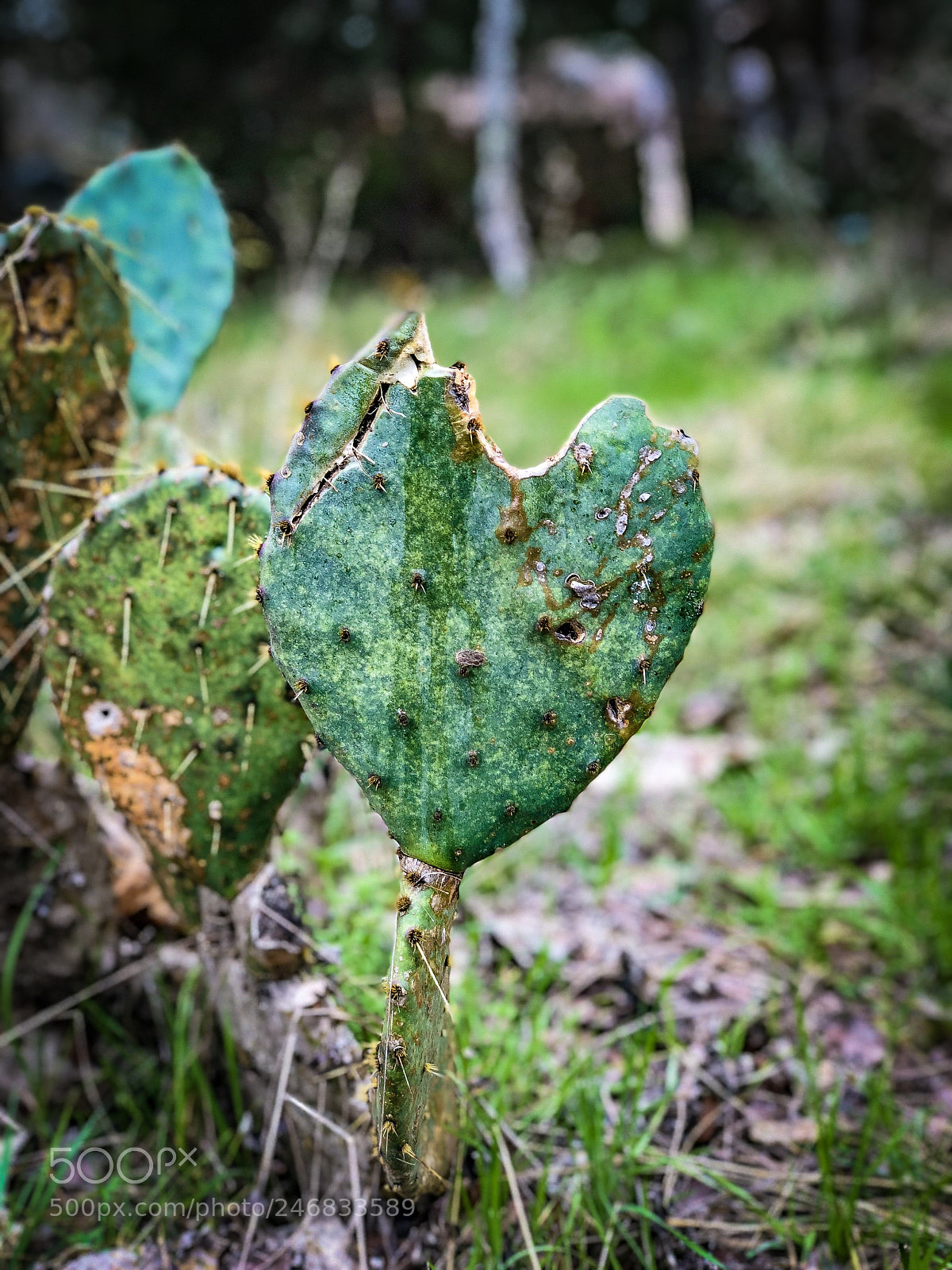 Apple iPhone X sample photo. Untitled photography