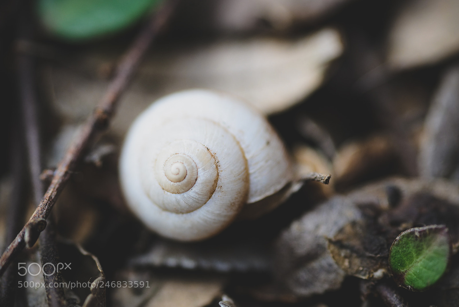 Nikon D610 sample photo. Shellvana photography