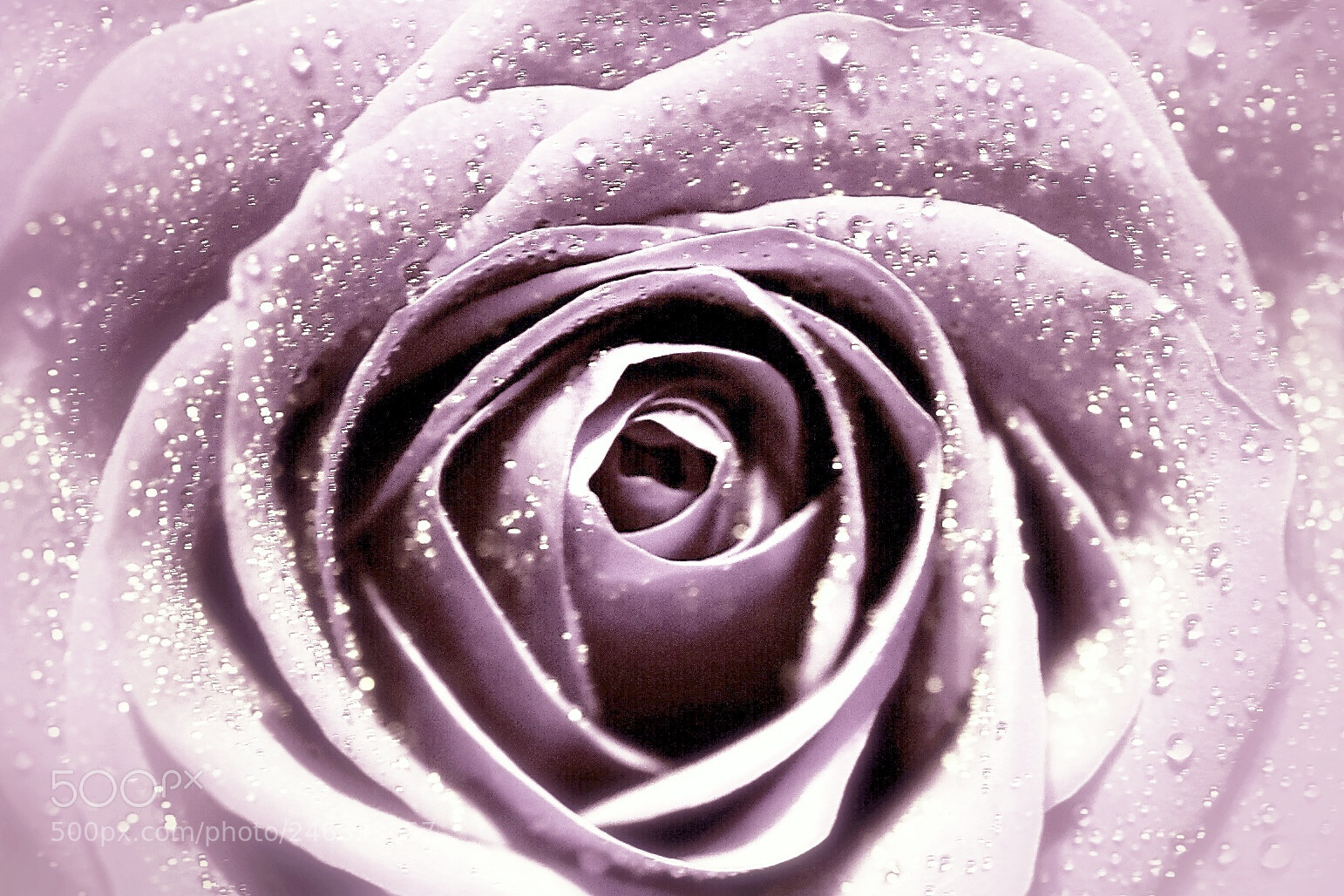 Nikon D5600 sample photo. Pink rose photography