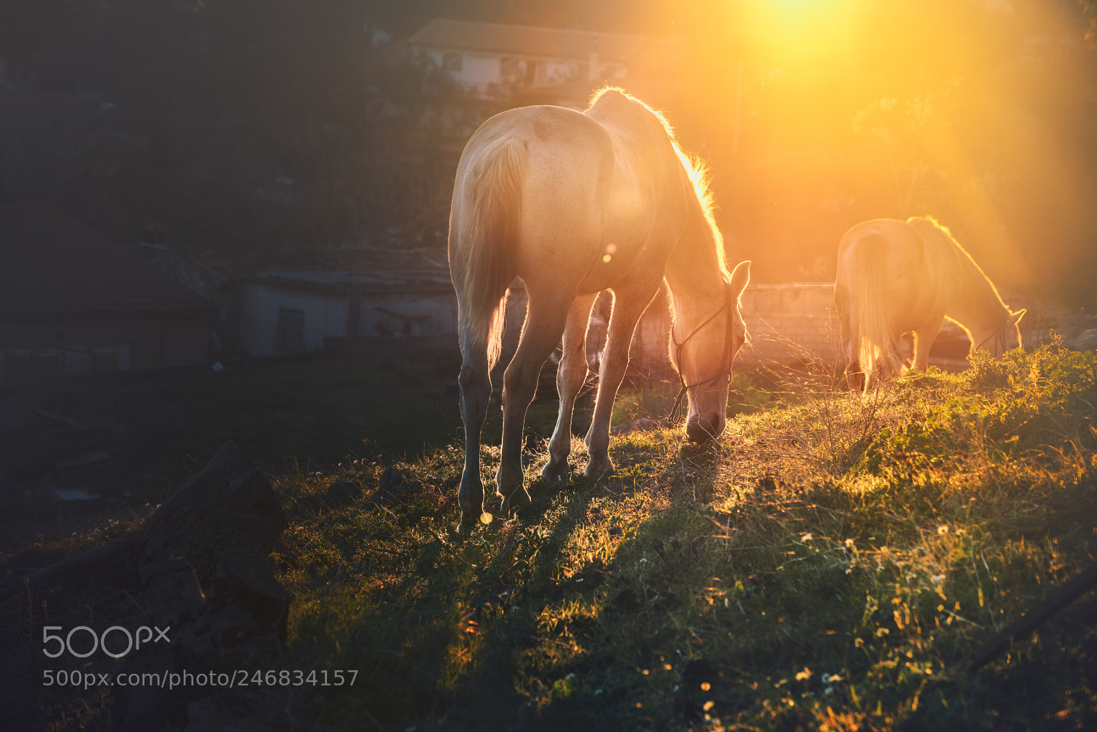 Nikon D810 sample photo. Last light photography