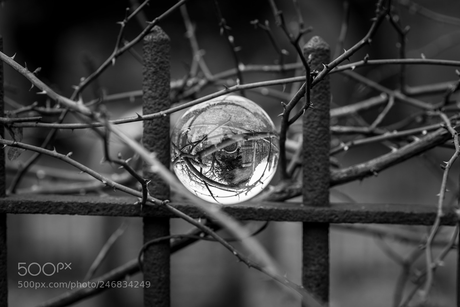 Nikon D800 sample photo. Portal photography