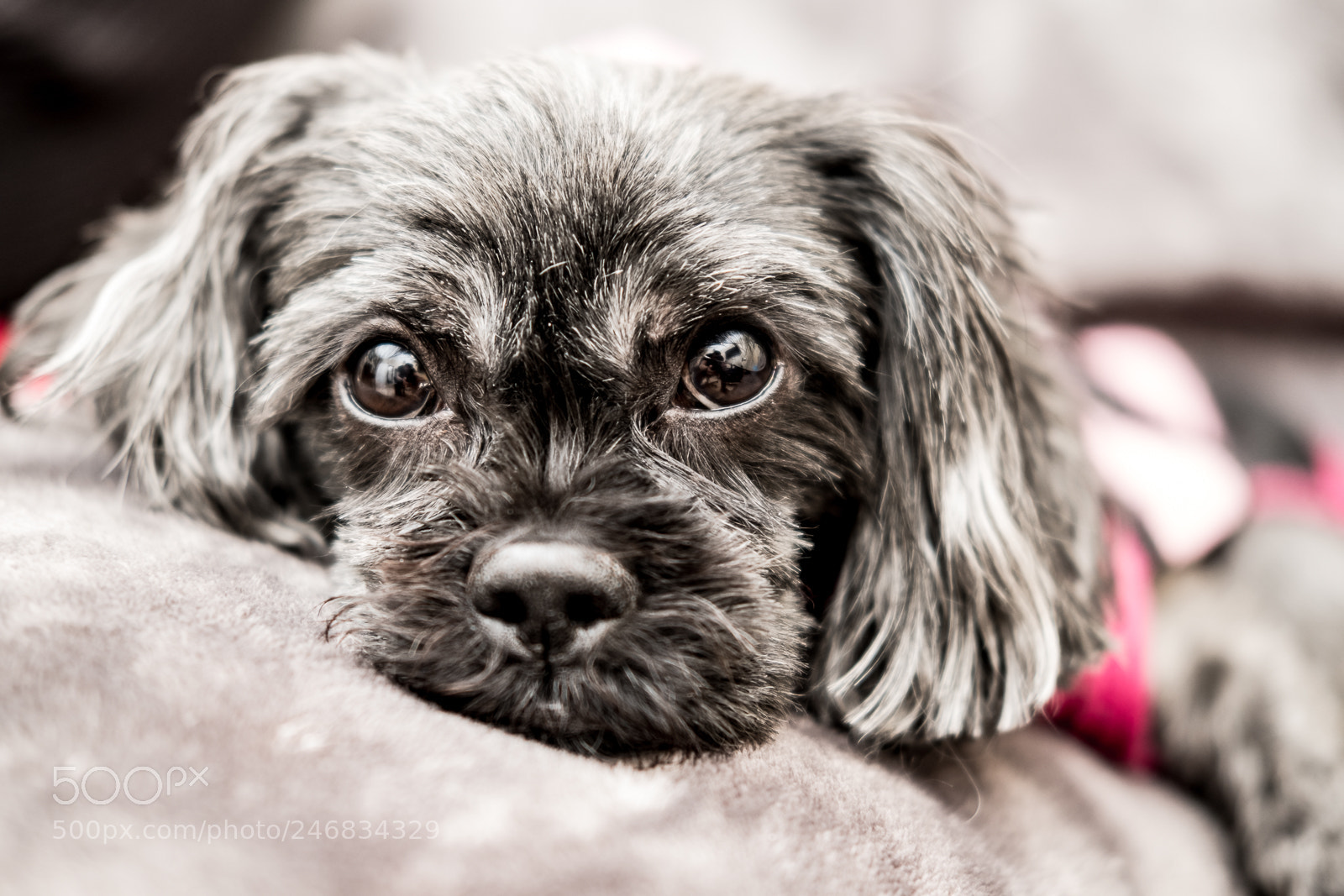 Fujifilm X-T2 sample photo. Bella photography