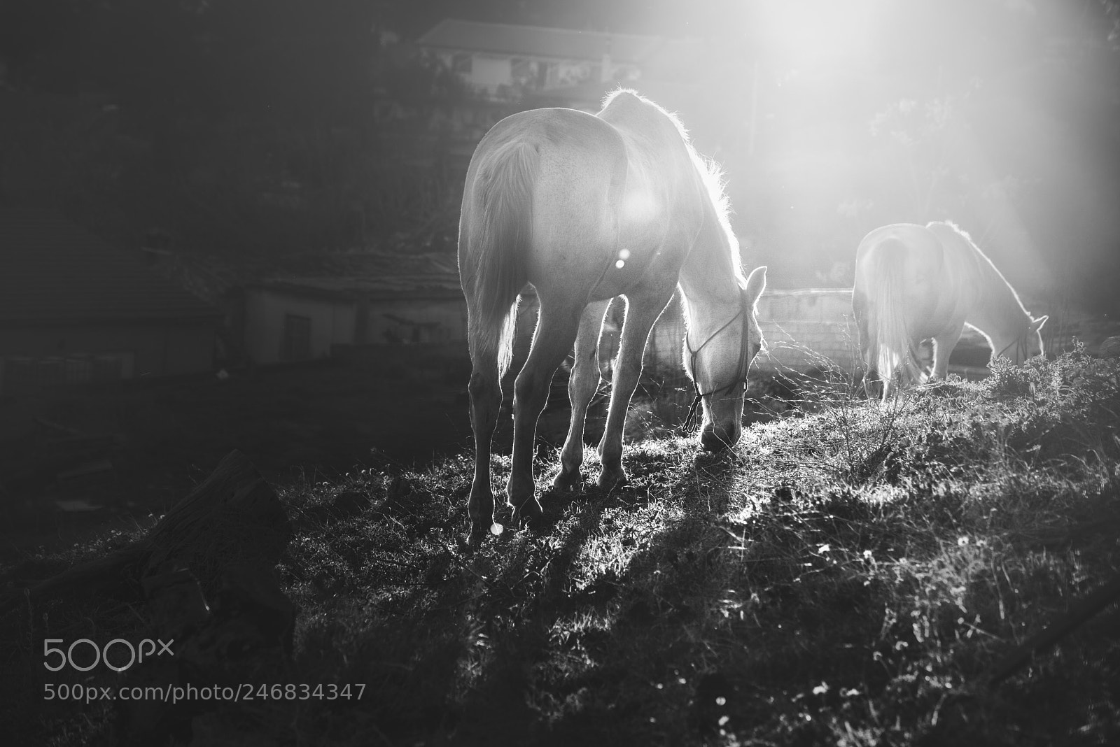 Nikon D810 sample photo. Last light photography