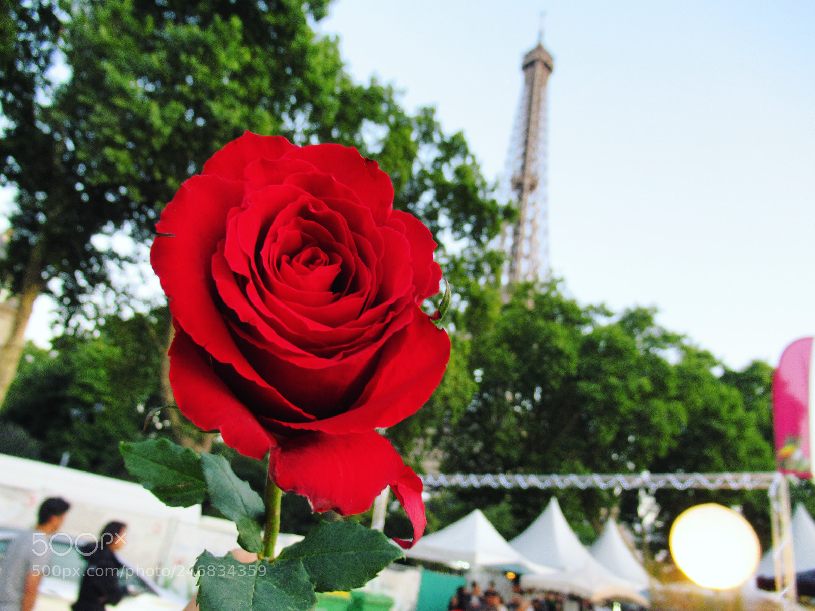 Canon PowerShot SX620 HS sample photo. Rose eiffel photography