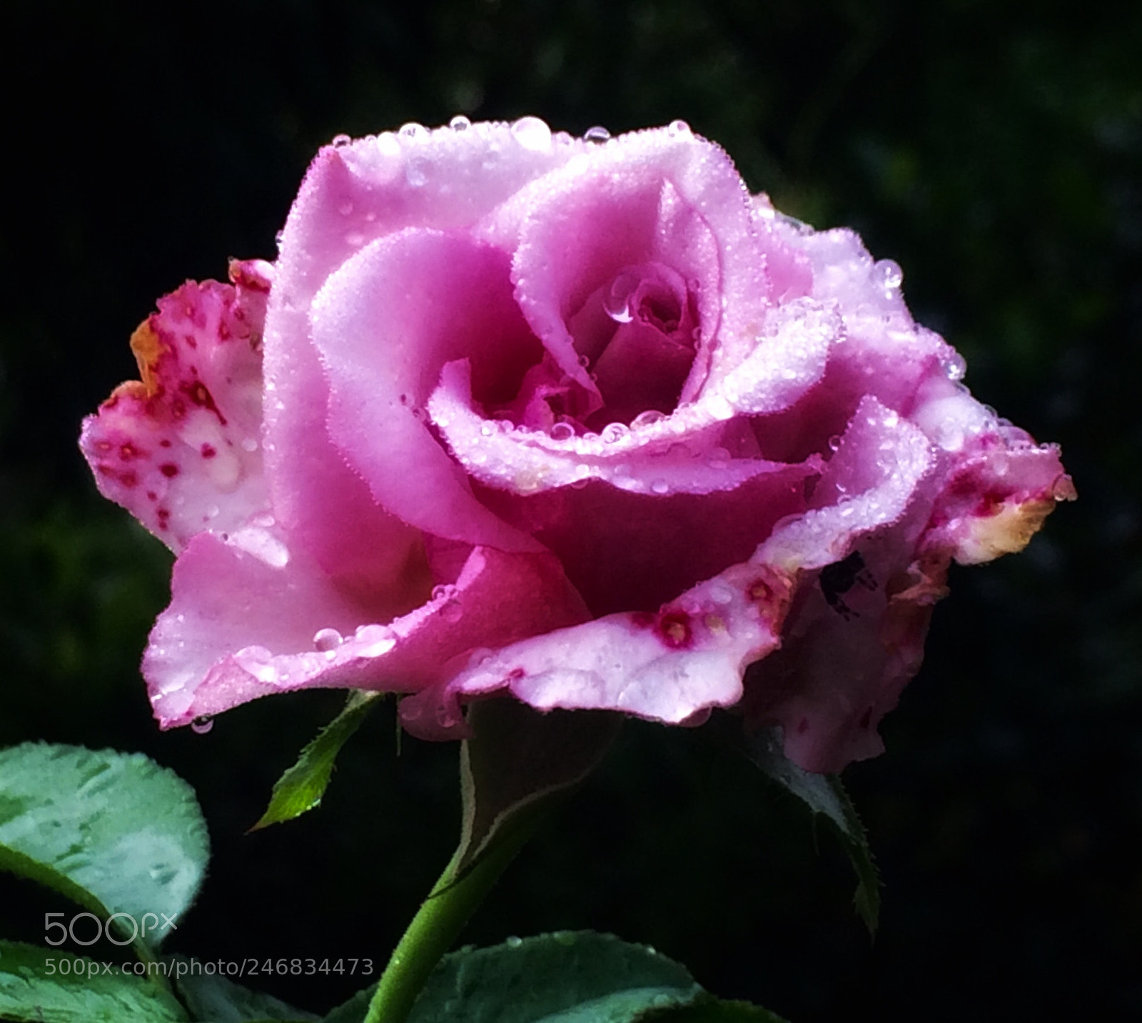 Apple iPhone 5s sample photo. Morning ??? photography