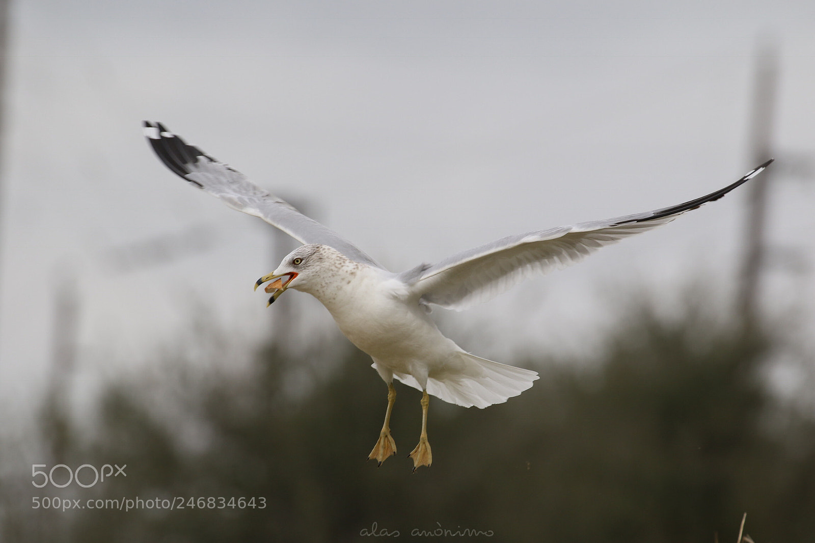 Canon EOS 7D Mark II sample photo. Master of the sky.....! photography