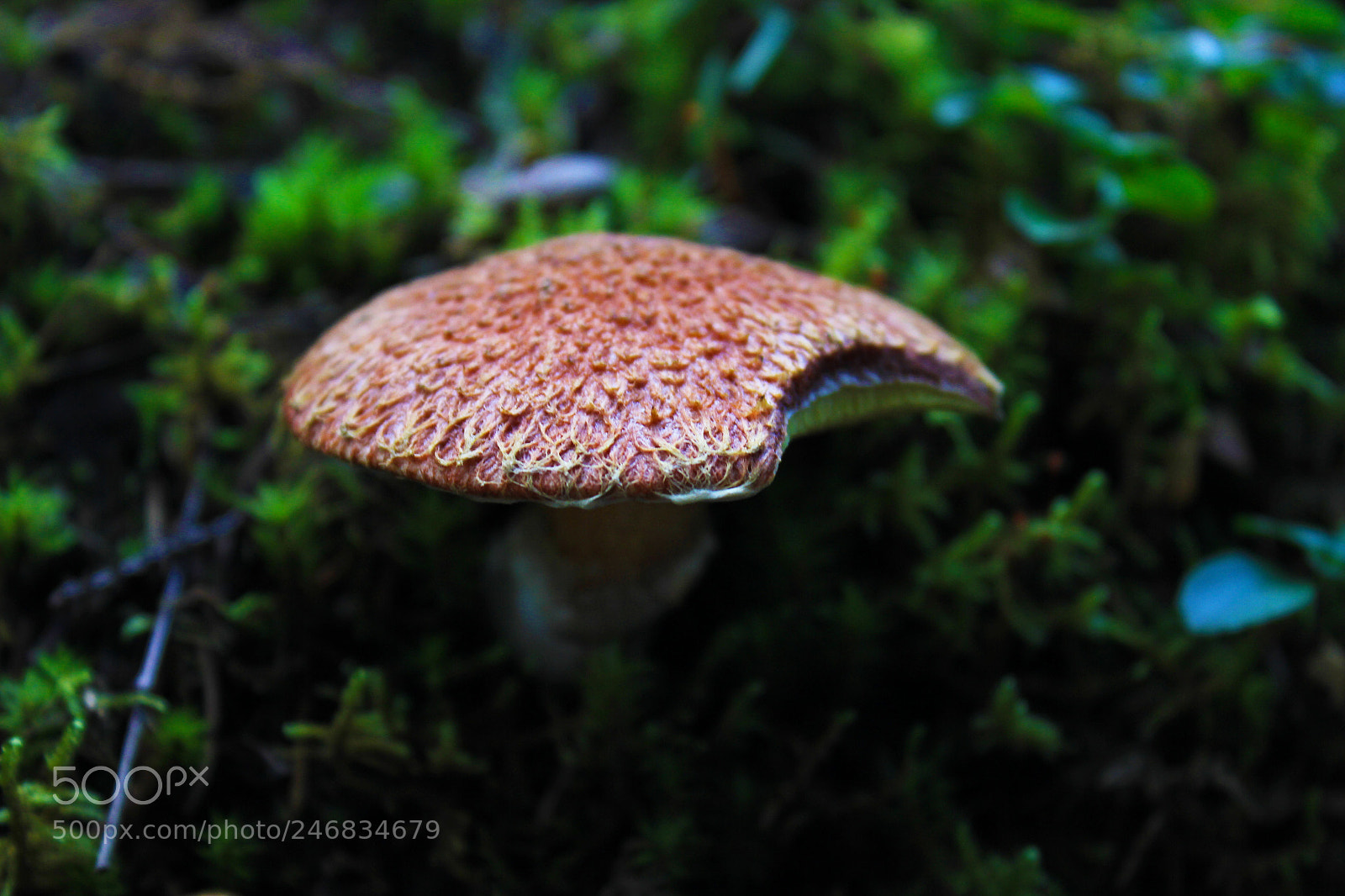 Canon EOS 550D (EOS Rebel T2i / EOS Kiss X4) sample photo. Mushroom photography