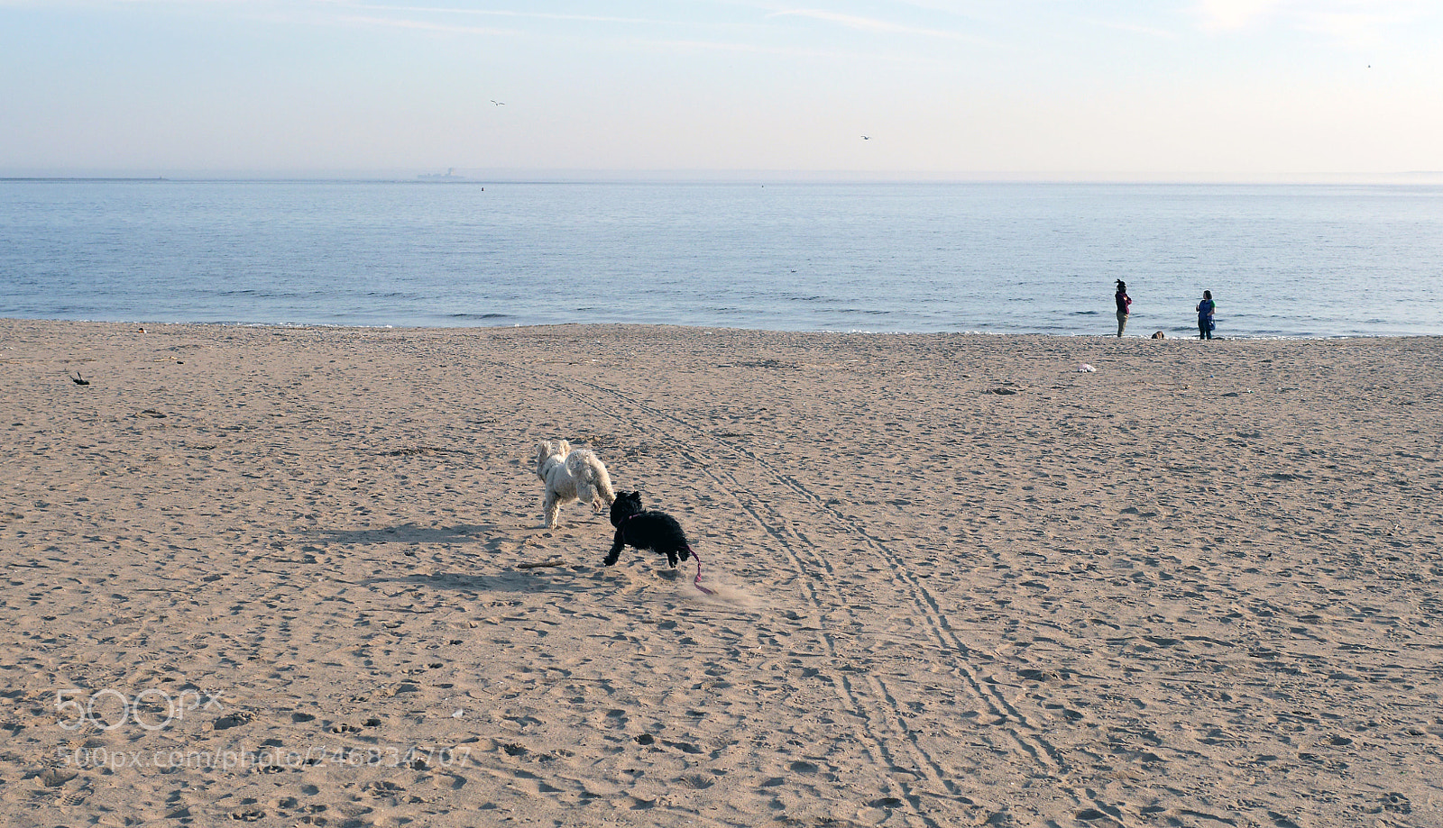 Panasonic Lumix DMC-GH3 sample photo. Happy as a dog photography