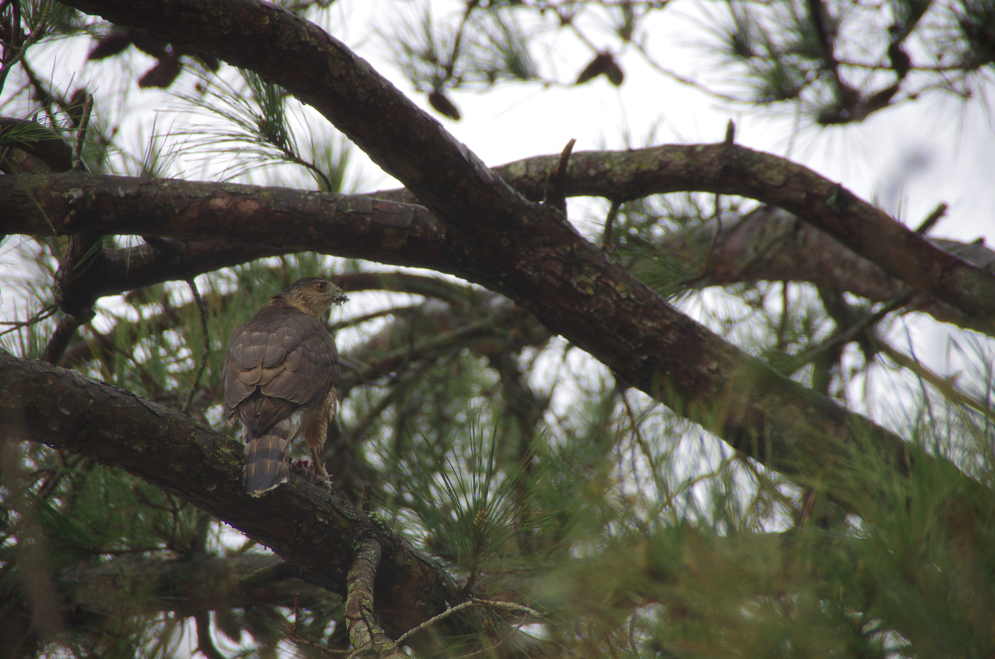 Pentax K-5 sample photo. Raptor with prey photography