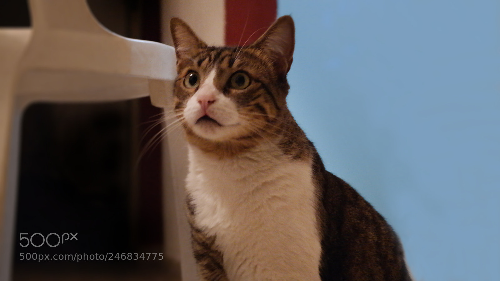 Samsung NX2000 sample photo. Trosky photography