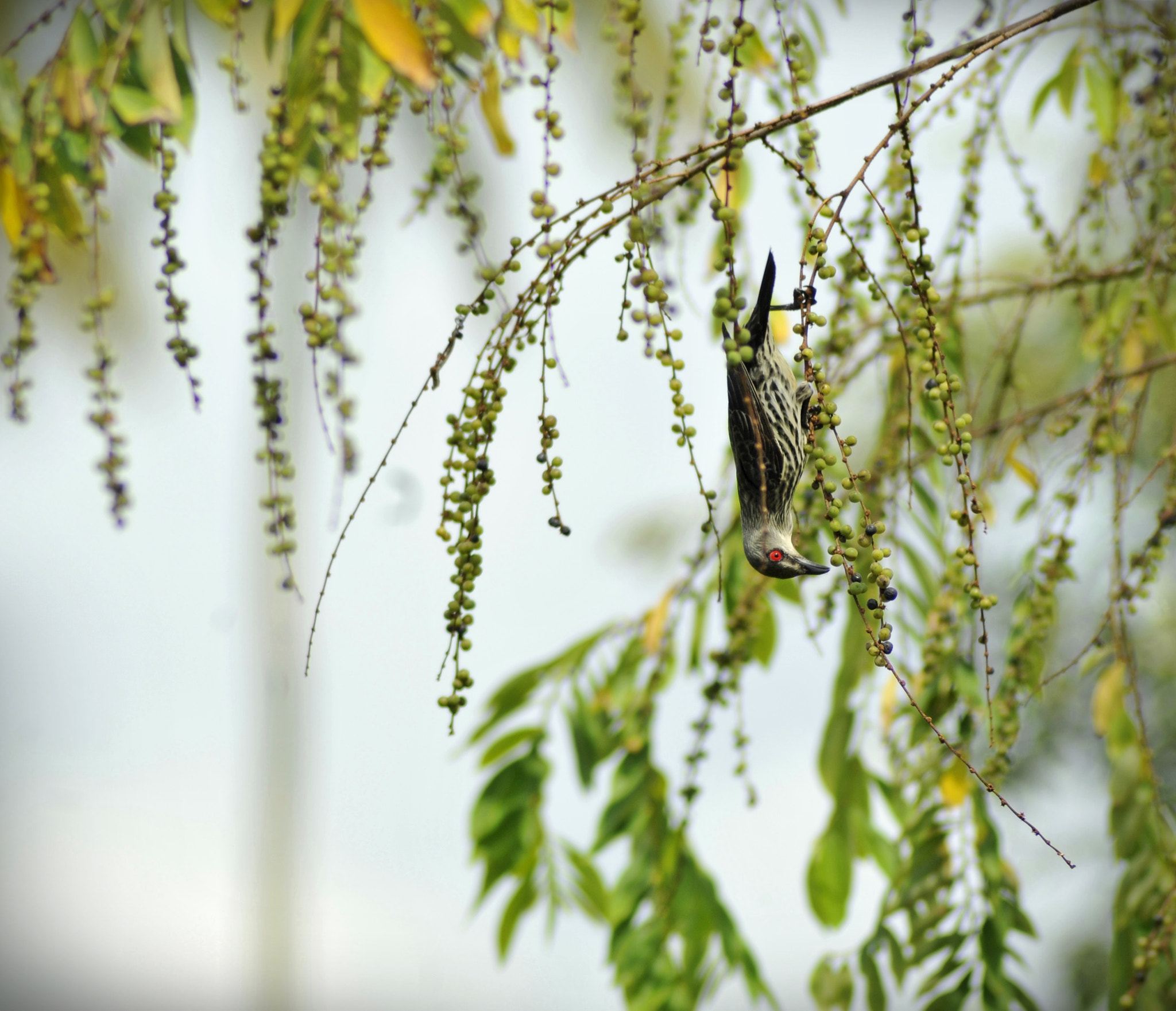 Nikon D300 + Nikon AF Nikkor 70-300mm F4-5.6G sample photo. Asian glossy starling photography