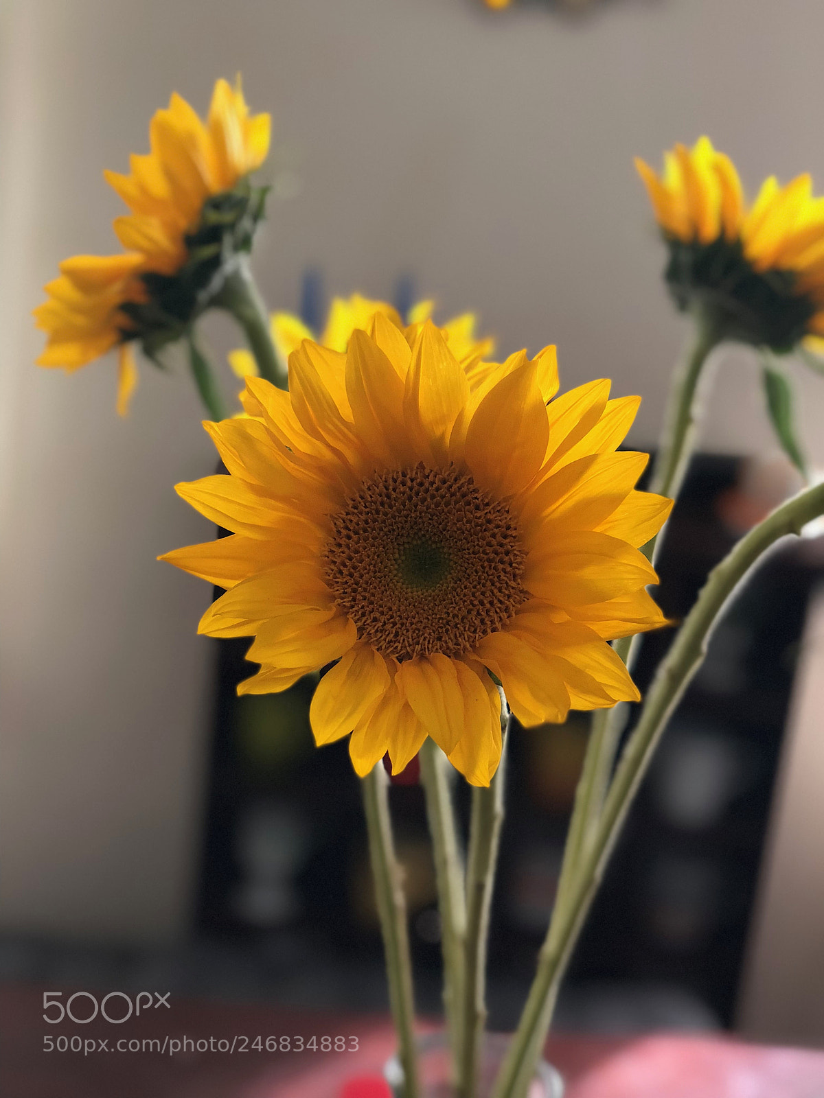 Apple iPhone X sample photo. Sunflower season ❤︎ photography