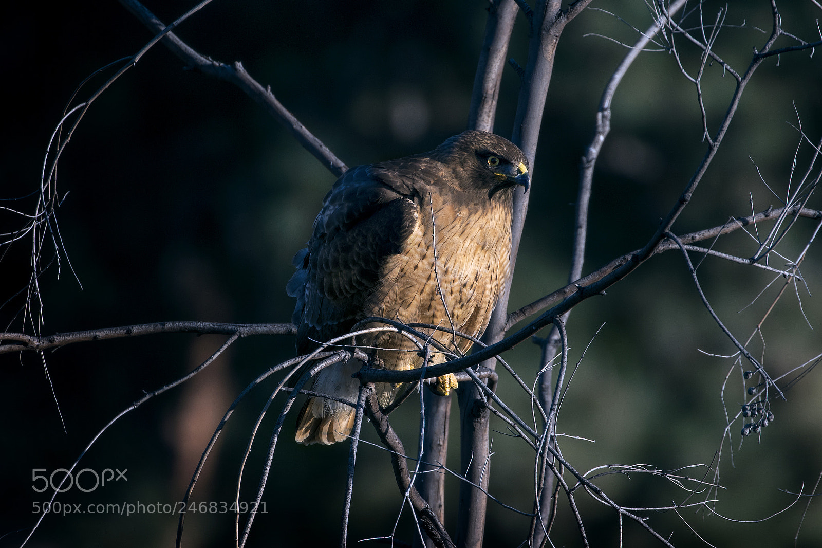 Canon EOS 750D (EOS Rebel T6i / EOS Kiss X8i) sample photo. Hawk photography