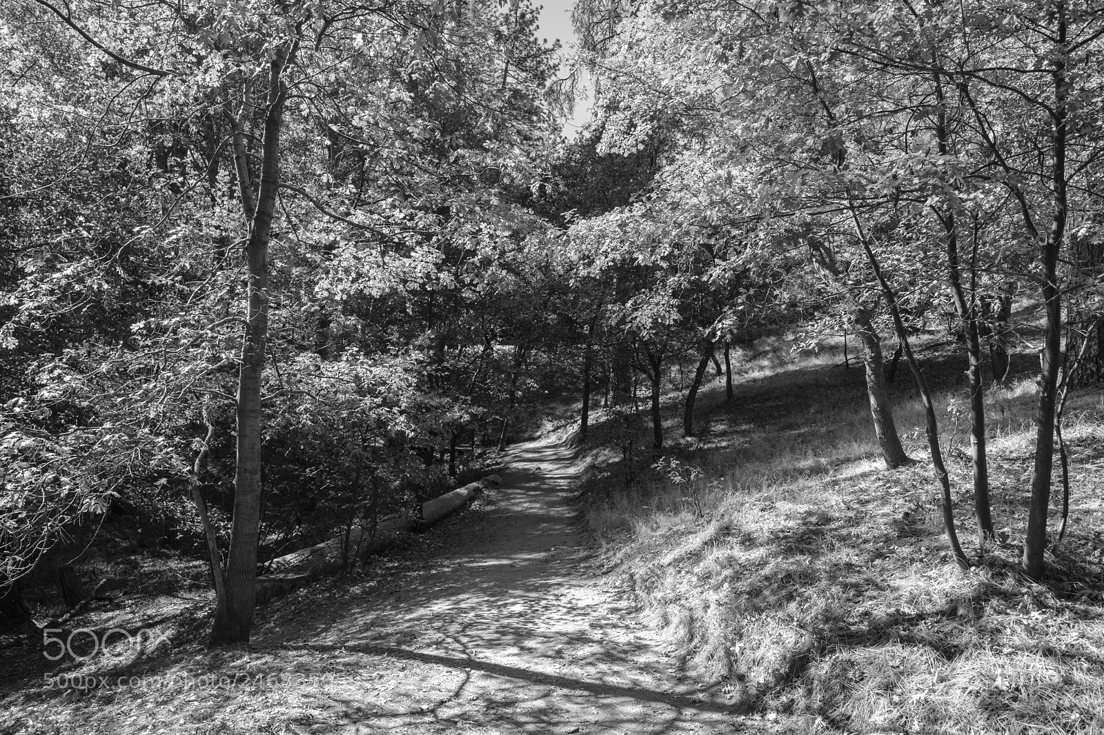 Fujifilm X-T2 sample photo. Lake gregory 4308 bw photography