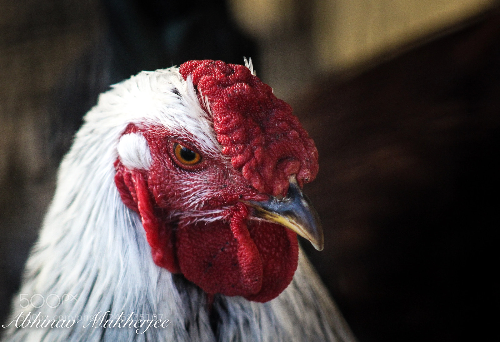 Canon EOS 100D (EOS Rebel SL1 / EOS Kiss X7) sample photo. A chicken at drumlin photography