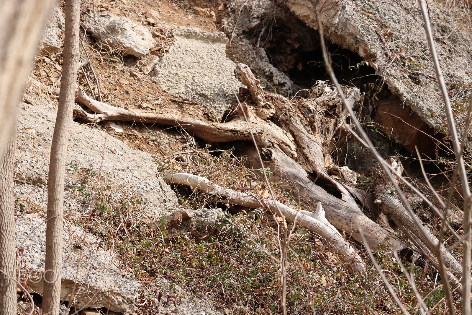 Canon EOS 750D (EOS Rebel T6i / EOS Kiss X8i) sample photo. Longhorn log photography