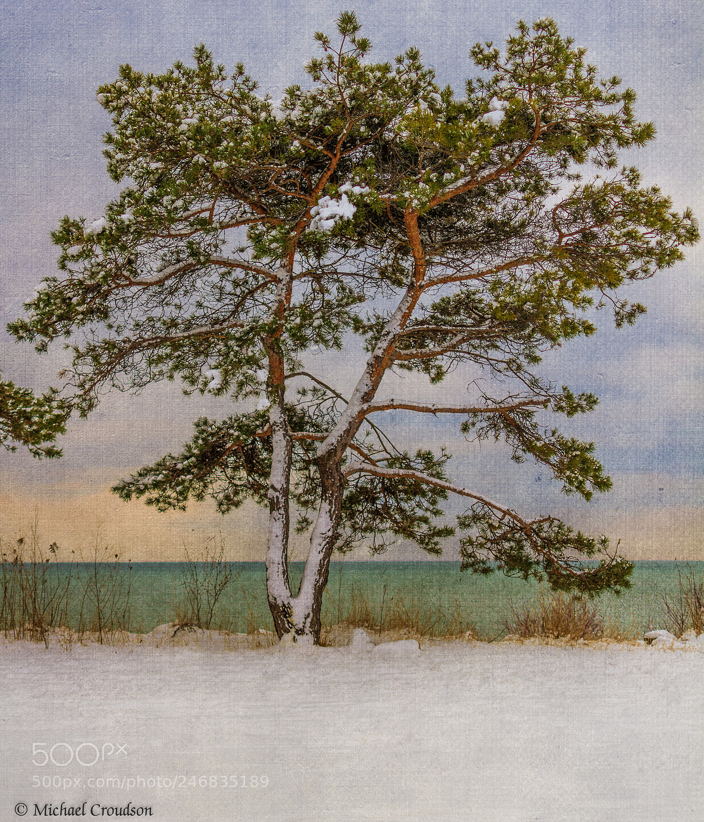 Nikon D7100 sample photo. Winter evergreen on shore photography