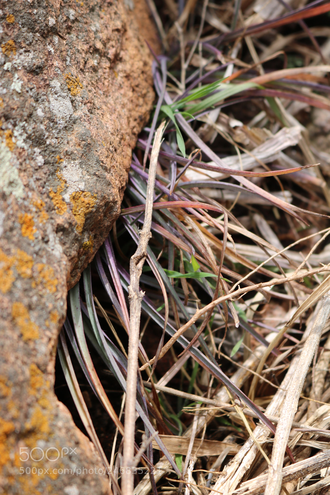 Canon EOS 750D (EOS Rebel T6i / EOS Kiss X8i) sample photo. Rainbow grass photography