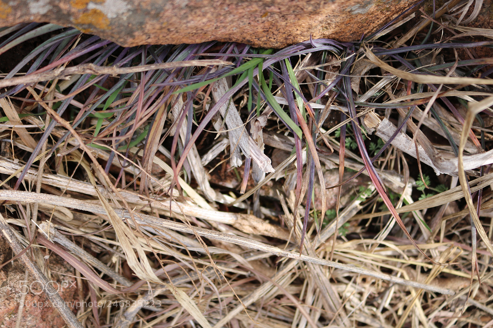 Canon EOS 750D (EOS Rebel T6i / EOS Kiss X8i) sample photo. Rainbow grass photography