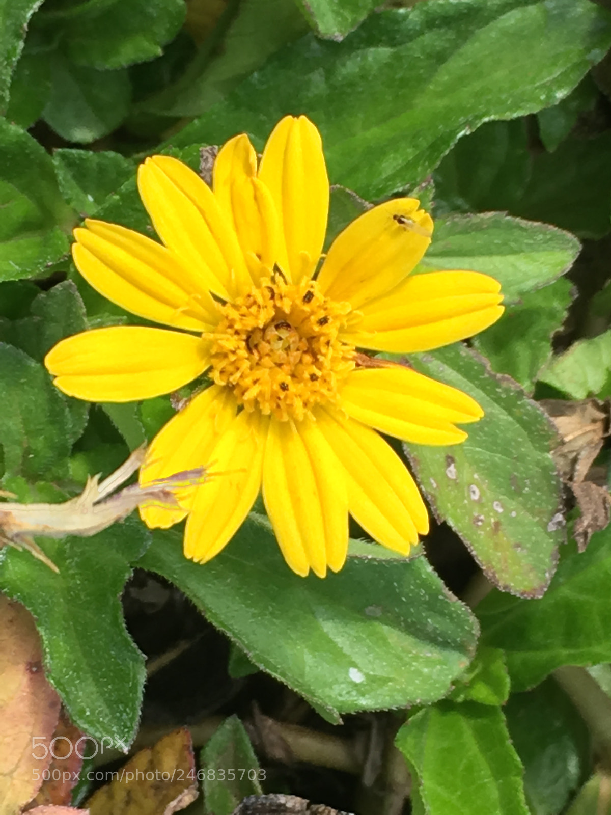 Apple iPhone SE sample photo. Garden photography photography