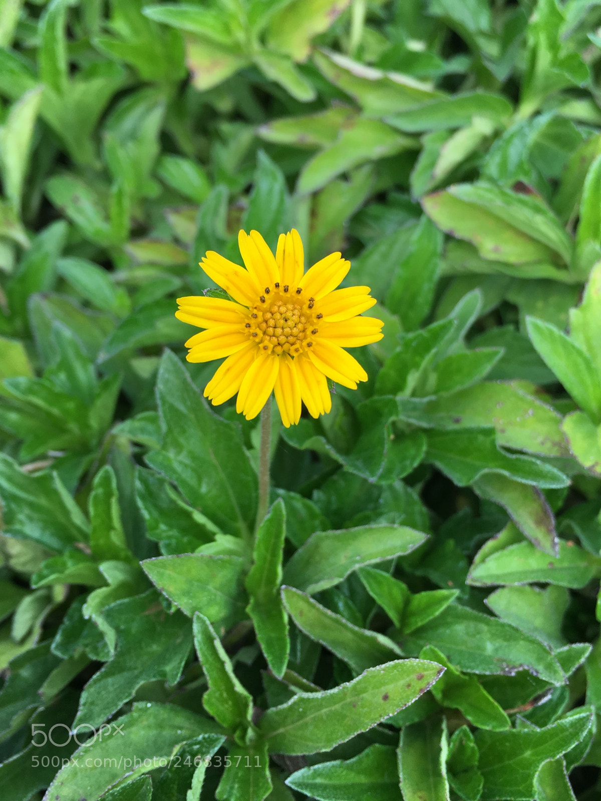 Apple iPhone SE sample photo. Garden photography photography