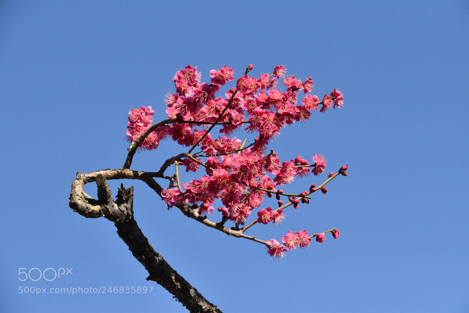 Nikon D5600 sample photo. Ume photography