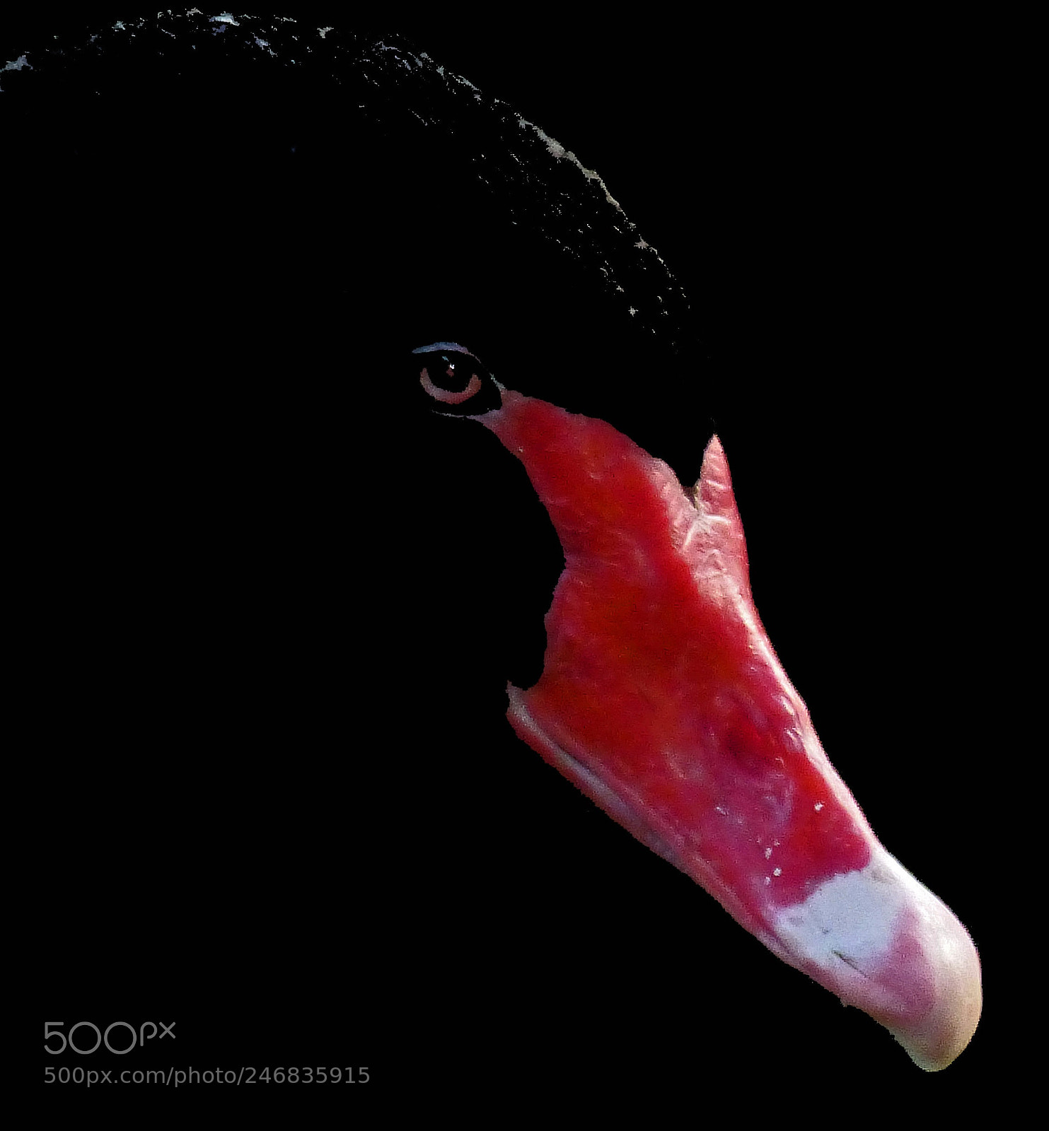 Panasonic Lumix DMC-FZ200 sample photo. Black swan photography