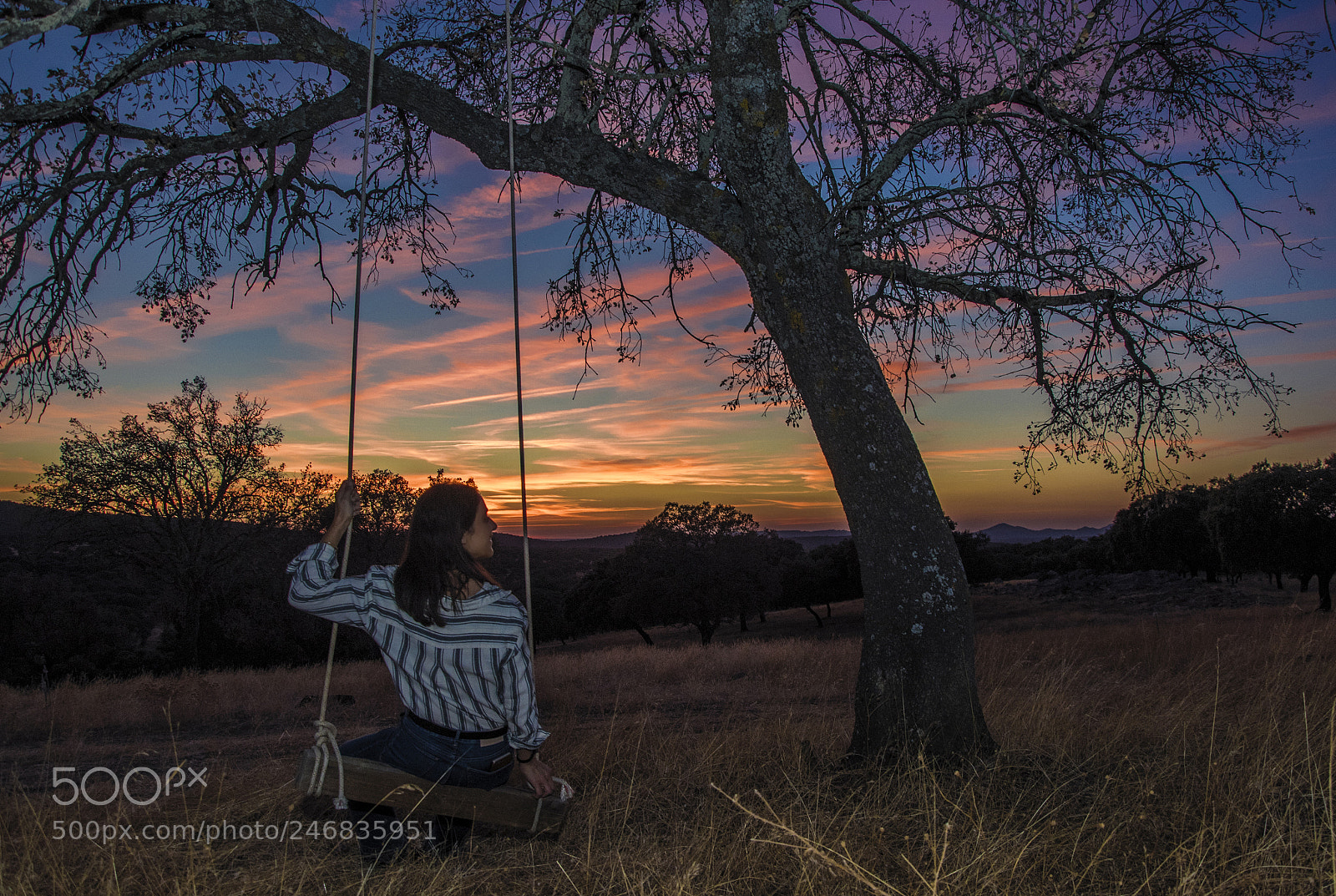Nikon D810 sample photo. Sunset, holm oak, swing photography