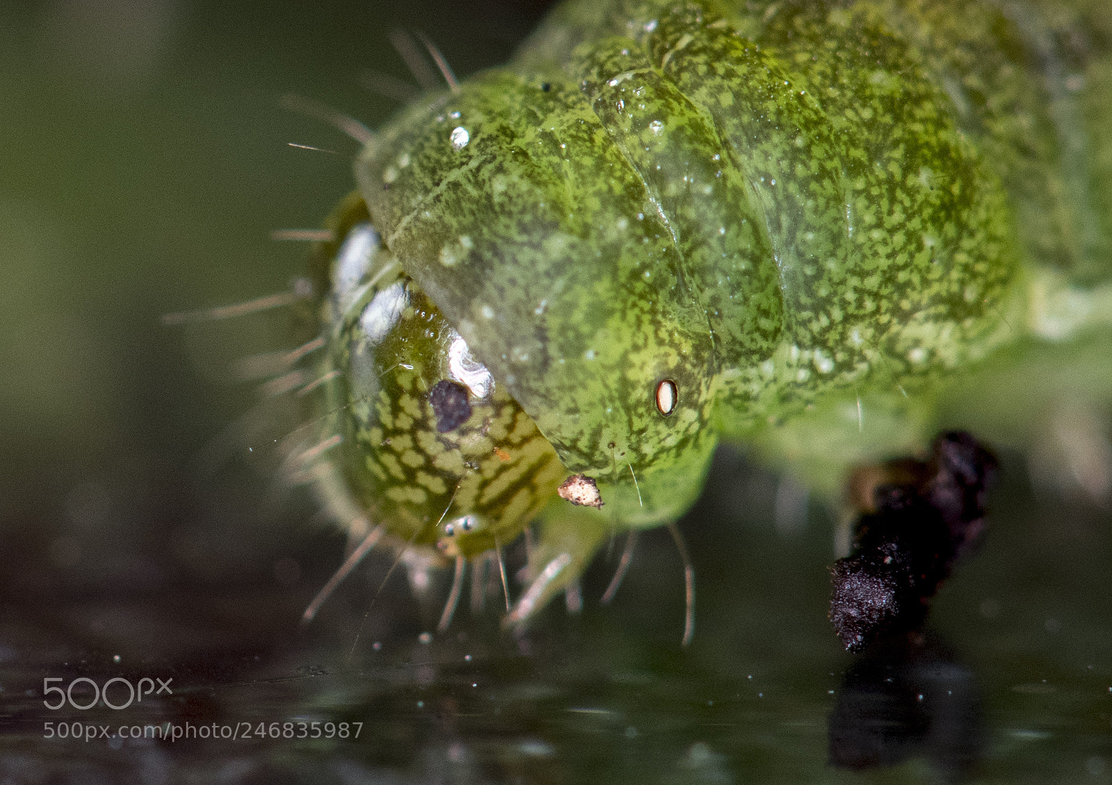 Nikon D850 sample photo. Night time photography caterpillar photography