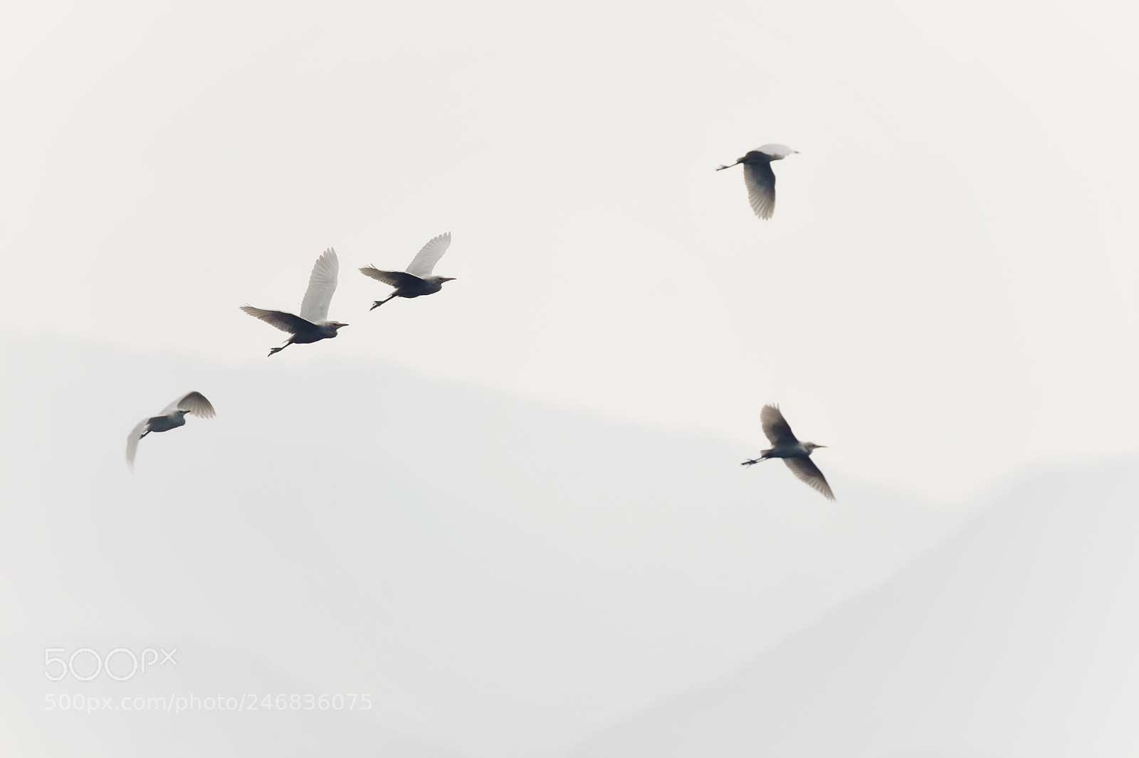 Nikon D7200 sample photo. In the sky egrets photography