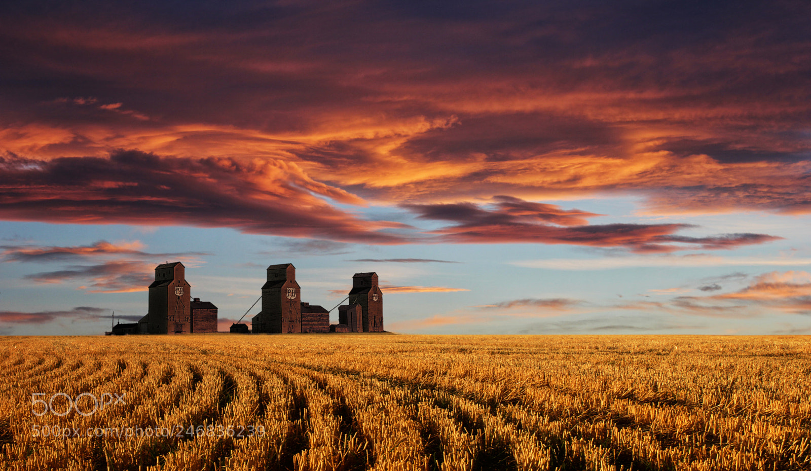 Canon EOS 550D (EOS Rebel T2i / EOS Kiss X4) sample photo. Prairie sentinels photography