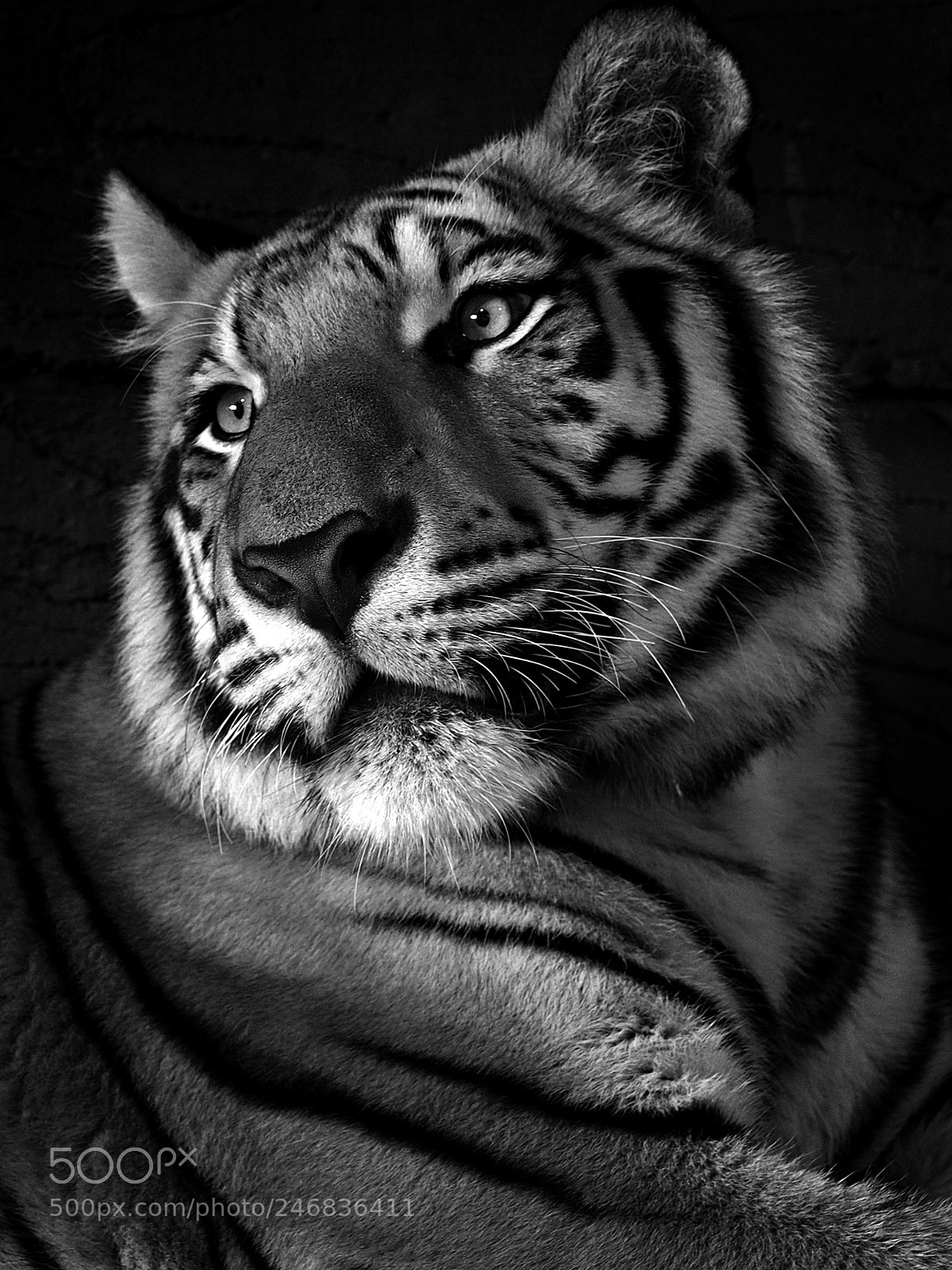 Olympus OM-D E-M1 sample photo. Siberian tiger photography