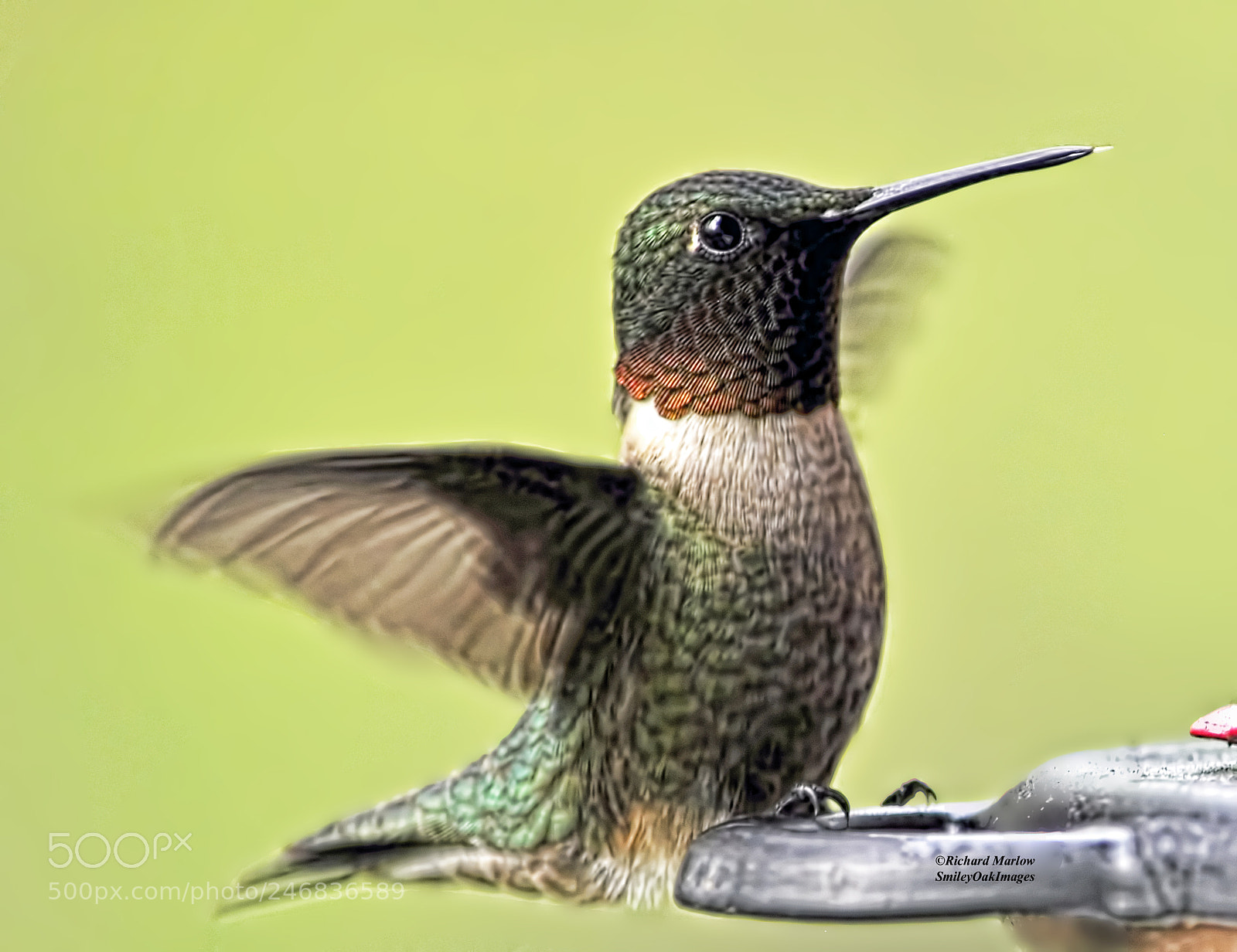 Nikon D5000 sample photo. Hummingbird photography