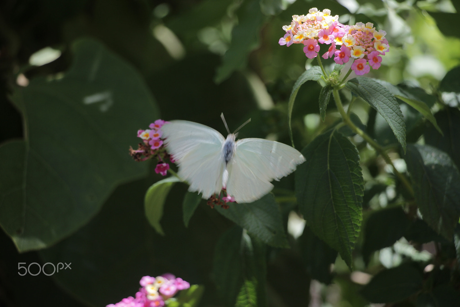 Canon EOS 600D (Rebel EOS T3i / EOS Kiss X5) sample photo. Img photography