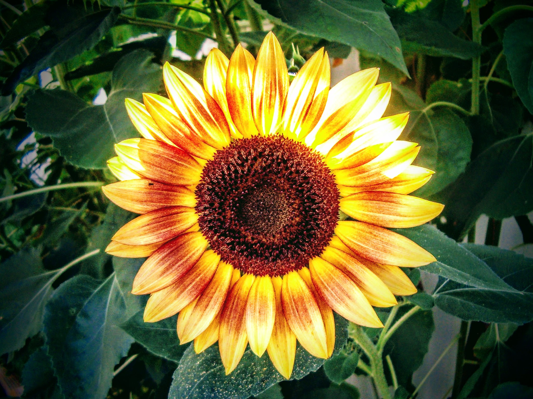 HP PHOTOSMART 735 sample photo. Backlit sunflower photography