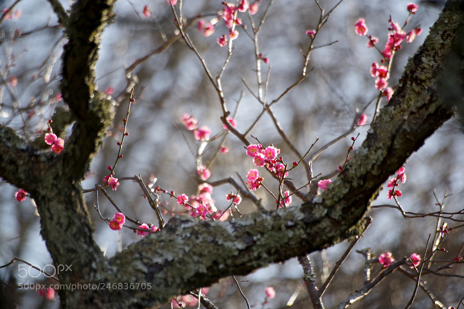 Pentax K-1 sample photo. Pink plum flower photography