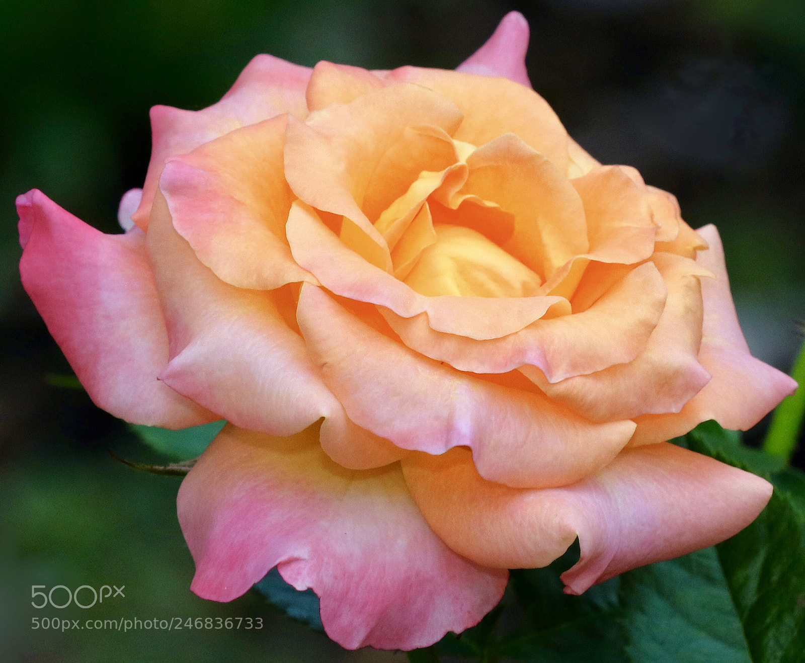 Canon EOS 7D Mark II sample photo. Morning  beauty photography