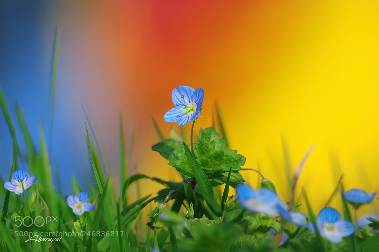 Olympus OM-D E-M5 II sample photo. Blue wildflower photography