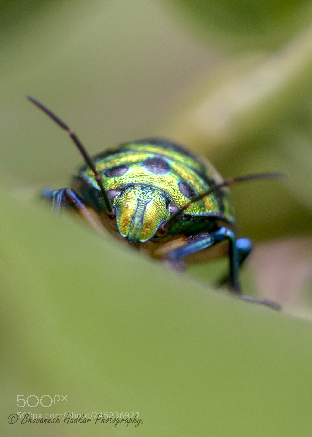 Nikon D800 sample photo. Jewel bug! photography