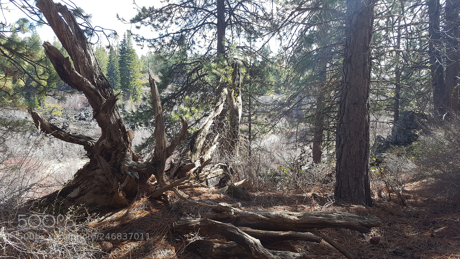 Samsung Galaxy S6 sample photo. 20170330_134606.jpg photography
