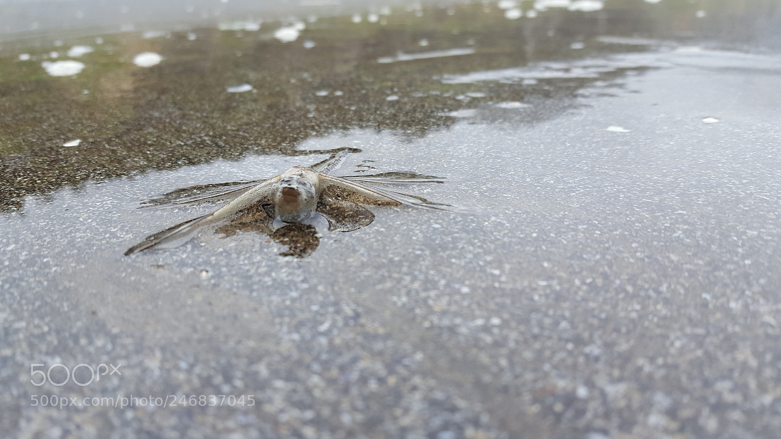 Samsung Galaxy S6 sample photo. 20170528_104124.jpg photography