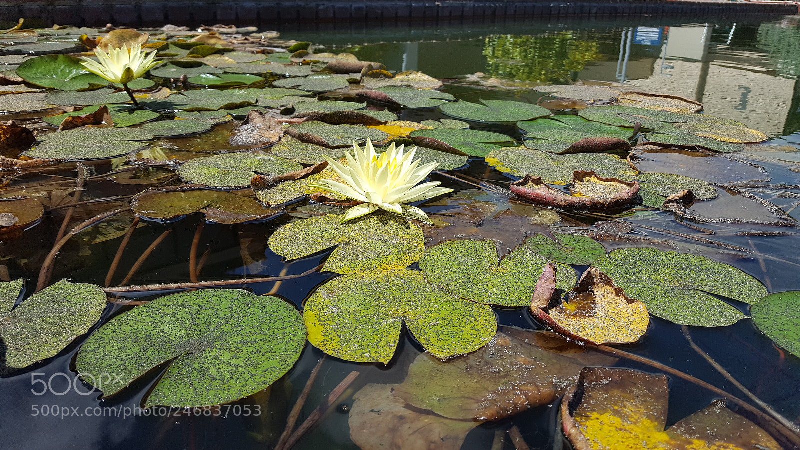 Samsung Galaxy S6 sample photo. 20170727_132155.jpg photography