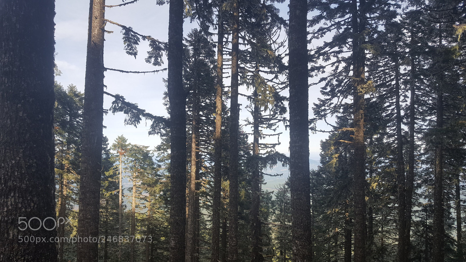 Samsung Galaxy S6 sample photo. 20180210_144841.jpg photography