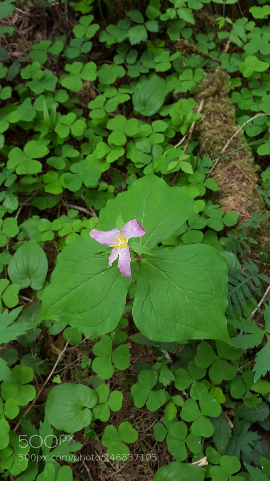 Samsung Galaxy S6 sample photo. 20160409_094734.jpg photography