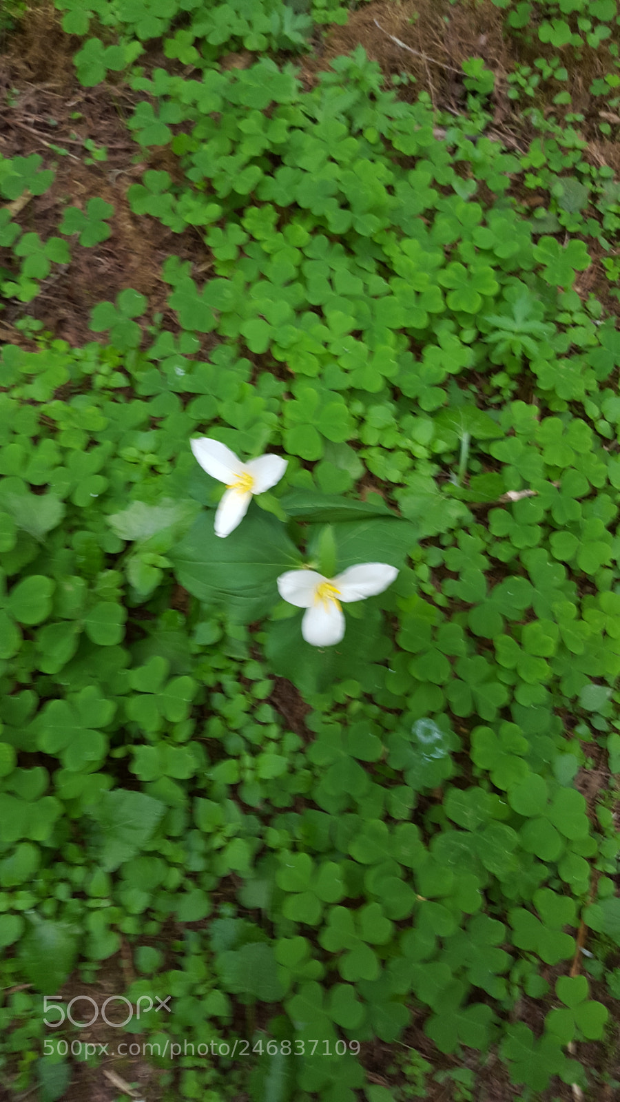 Samsung Galaxy S6 sample photo. 20160409_094839.jpg photography