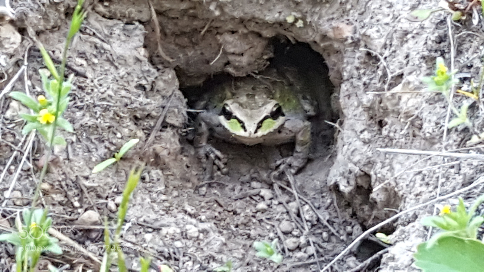 Samsung Galaxy S6 sample photo. Frog photography
