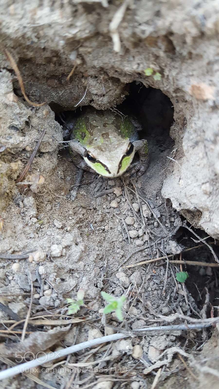 Samsung Galaxy S6 sample photo. Frog photography