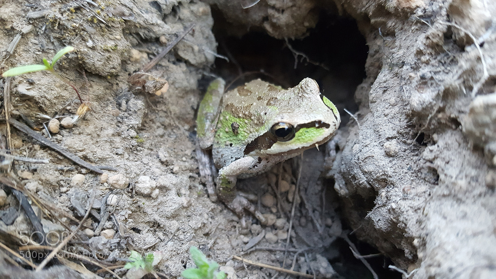 Samsung Galaxy S6 sample photo. Frog photography